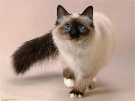 Siamese Information Health Pictures And Training Pet Paw