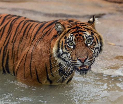 Sumatran Tigers Explore Their New Home At Chester Zoo