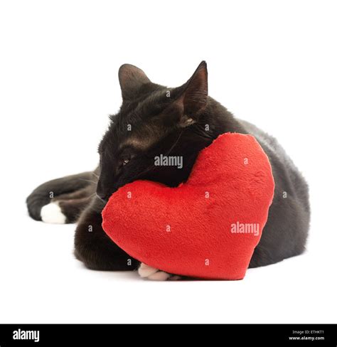 Black Cat Sleeping Cut Out Stock Images And Pictures Alamy