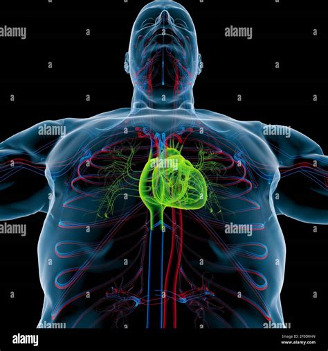 Anatomie Du Cœur Humain Pour Lillustration 3d Du Concept Médical Photo