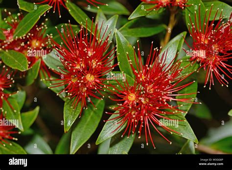 Rata Tree New Zealand Hi Res Stock Photography And Images Alamy