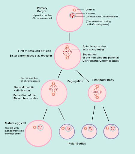 Haploid Cell Overview Life Cycle And Examples