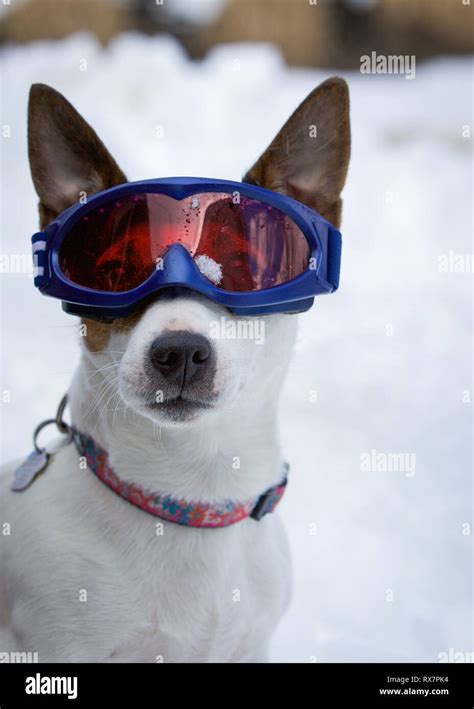 Dog Wearing Goggles High Resolution Stock Photography And Images Alamy