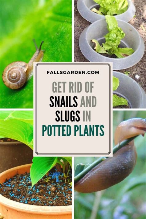 How To Get Rid Of Snails And Slugs In Potted Plants Fallsgarden
