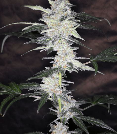 Bruce Banner 3 Auto Feminized Seeds For Sale Herbies