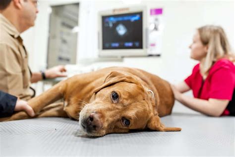 Mast Cell Tumors In Dogs Diagnosis Treatment And Prognosis