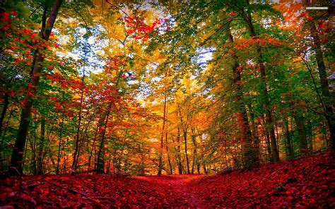 Extra Ordinary Autumn Forest Wallpapers Extra Ordinary