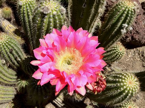 Cactus With Pink Flower Crown Arouse Online Diary Pictures Library