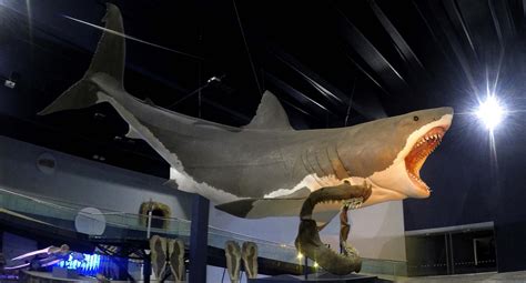 Megalodon Giant Sharks