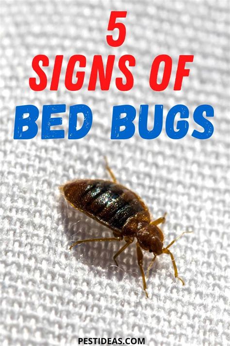 top 5 signs of bed bugs in your home bed bugs signs of bed bugs bed bug bites