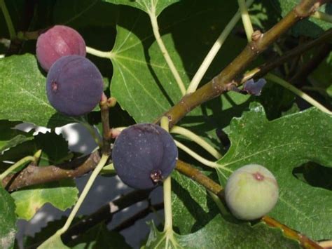 Popular Types Of Figs Complete List Northern Nester