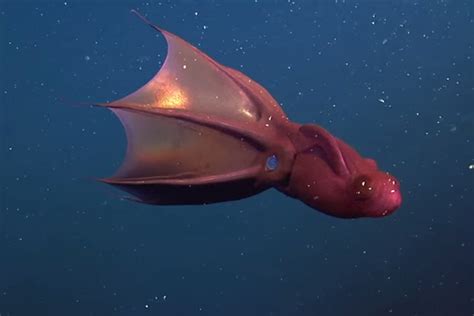 Vampire Squid Discovery Reminds Us How Little We Know About Them