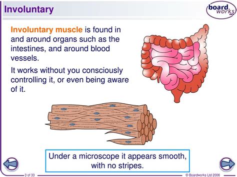 Two Types Of Involuntary Muscles