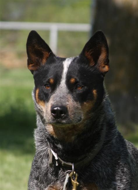 The red heeler beagle mix is a mixed breed dog resulting from breeding the beagle and the red heeler. Australian Cattle Dog Red Heeler Puppies Picture - Dog Breeders Guide