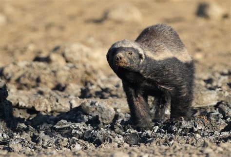 The Honey Badger Everything You Need To Know
