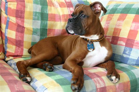 77 Boxer Puppies For Sale In Providence Ri Picture Bleumoonproductions