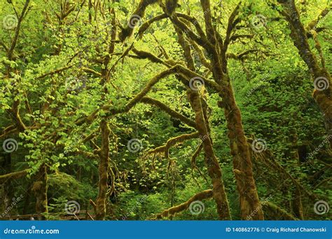 Pacific Northwest Rainforest Stock Photo Image Of Exterior Woodlands