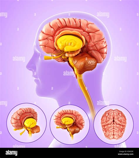 Illustration Of Male Human Brain Anatomy Stock Photo Alamy