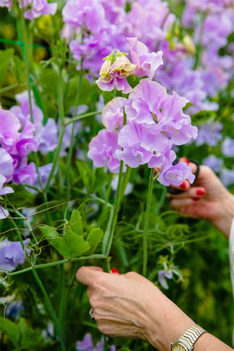 Monty Don Reveals Why Now Is The Best Time To Sow Sweet Peas Homes