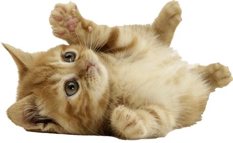Kitten Playing Png Transparent Image Download Size 1520x934px