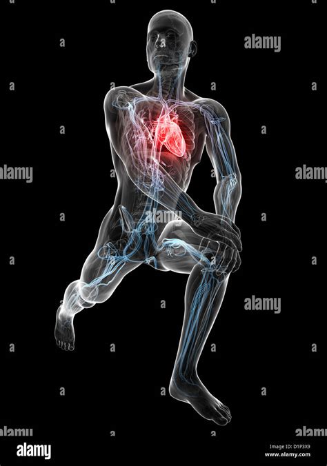 Actividad Cardiovascular Fotografías E Imágenes De Alta Resolución Alamy