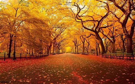 10 Best Fall Backgrounds For Pictures Full Hd 1080p For Pc Background 2021