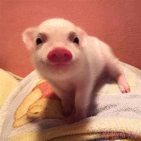 Smile Cant Hurt Cute Piglets Cute Animals Baby Pigs