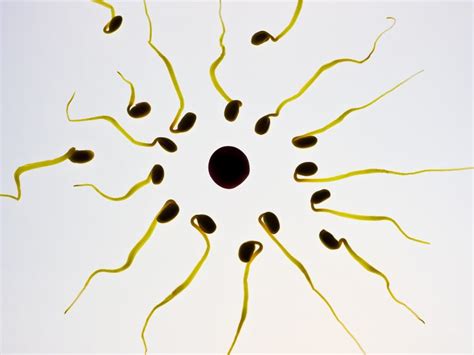 Worldwide Sperm Counts Down Reproductive Partners Blog