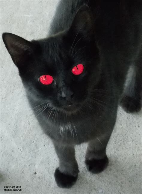 Black Cat With Red Eyes Images Galleries With A Bite