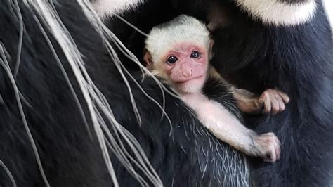 Colobus Monkey Born At Binder Park Zoo