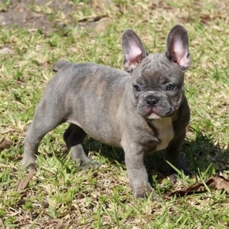Spooki is a gorgeous top quality and just stunning puppy with awesome temperament. Blue french bulldog for sale near me in uk usa canda ...