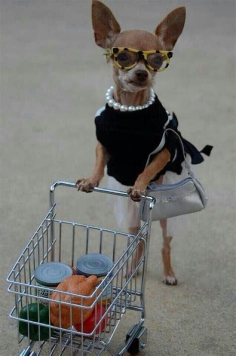 Chihuahua Shopping Funny Animal Pictures Chihuahua