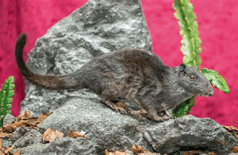 5 Laotian Rock Rat Laonastes Aenigmamus First Described For Science In