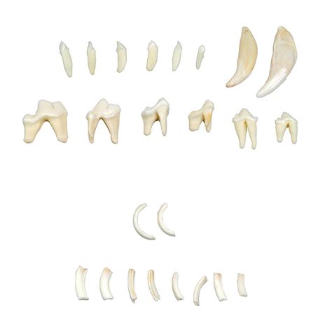 Types Of Animal Teeth 1002554 T30029 Comparative Anatomy 3b
