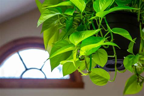 7 Key Steps To Caring For A Hanging Pothos Plant So It Thrives