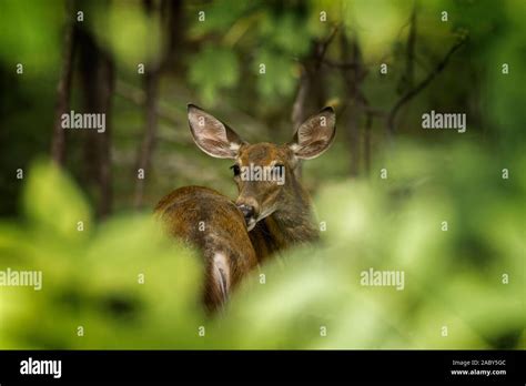White Tailed Deer Looking Back Over Its Back Stock Photo Alamy