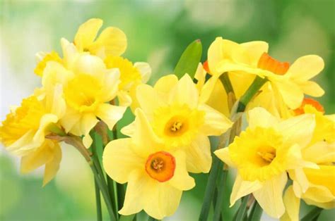 Daffodil Flowers An In Depth Look At Their Meaning Symbolism And