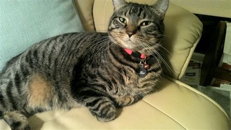 You can use the patterns found in your cat's fur to help. ADOPTED - Male Striped Tabby Cat Named Fred - Pet Re ...