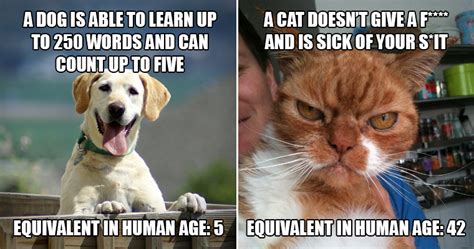 Intelligence Dogs Vs Cats