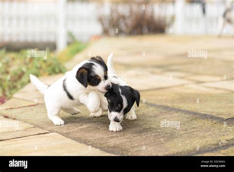 Puppy 6 Weeks Old Playing Together Group Of Purebred Small Jack