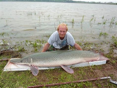 254 Pound Alligator Gar Is The Largest Fish Ever Caught In Oklahoma