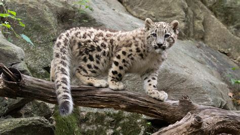 Snow Leopard Cub Debuts At Bronx Zoo