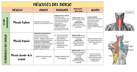 Músculos Del Dorso Anatomía Ale Hernández Udocz