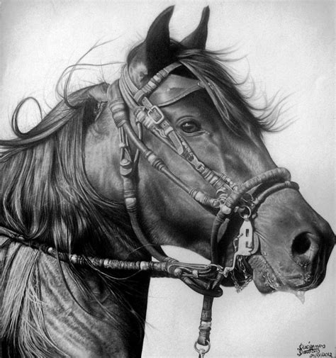 Pin By Yasuko Tanaka On Equidae Horse Drawings Horse Art Animal