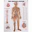 Anatomical Charts  Med Plus Physician Supplies