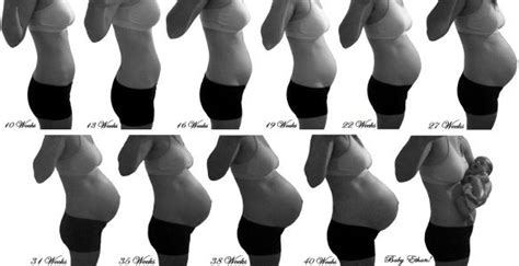 Pregnancy Belly Progression Maternity Baby Bump Pregnancy