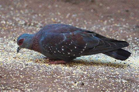 The Best Pigeon Food The Optimum Diet For Your Pigeons Ne Pigeon