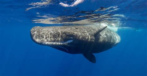 How Do Whales Sleep Underwater Imp World