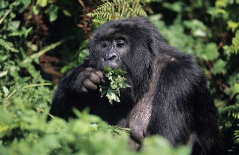 Los Gorilas Mantienen Su Peso Ideal Rtvees