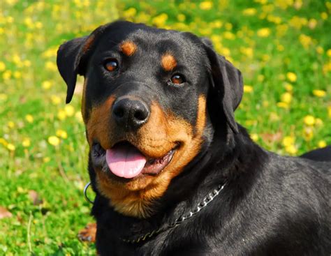 Are Rottweilers Easy To Train W Training And Command Tips